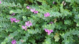 Polygala myrtifolia  Myrtleleaf Milkwort Sweet Pea Shrub [upl. by Perce735]