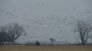 Sandhill Crane Migration At 26 Sec You Wont Believe Your Eyes [upl. by Rodd96]