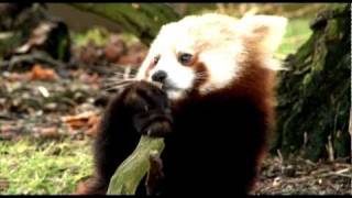 First footage of Red Panda cub at play [upl. by Eldin]