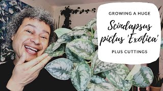 Growing a HUGE Scindapsus pictus Exotica amp Cuttings [upl. by Amaerd]