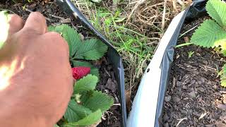 Using Bird Netting To Keep Rabbits Out Of The Fruit Or Vegetable Garden [upl. by Asssilem999]