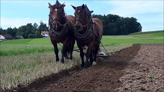 Pferdegespann beim Pflügen  Ein Tag im Juli [upl. by Beaston]