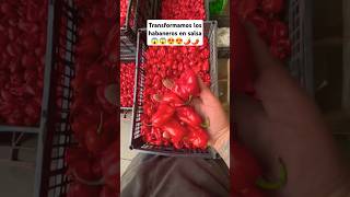 Transformamos los habaneros en salsa mexico emprendimiento [upl. by Shih]