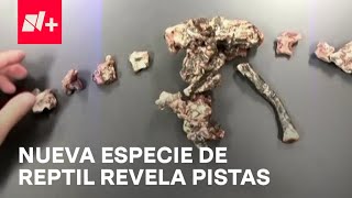 Especie de Reptil Podría Aportar Nuevas Pistas sobre Origen de Dinosaurios [upl. by Cynthia943]