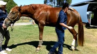 WILLY WASH How to Apply to Horses [upl. by Annawt]