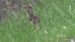 Snowshoe Hare Video [upl. by Nealah]