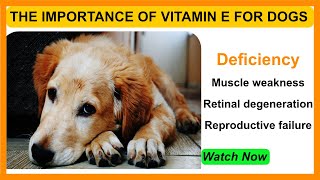 The Importance of Vitamin E for DOGS [upl. by Maxi]