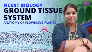 Ground tissue system  Class 11 Biology  NCERT [upl. by Holbrooke330]