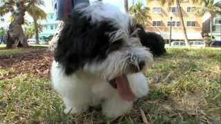 Dogs 101 Havanese [upl. by Aviva]