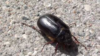 May Beetle Scarabaeidae Phyllophaga Locomotion [upl. by Nomyar]