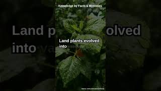 The Evolution of Land Plants From Water to Land [upl. by Cagle]