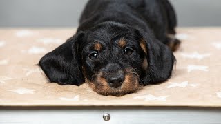 Dachshund wirehaired miniature Такса жш миниСамуэль 8 weeks old [upl. by Beetner235]