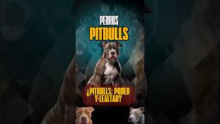 La Verdadera Naturaleza del Pitbull Fuerza Lealtad y Carácter [upl. by Silera]