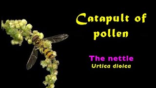 Urtica dioica The nettle  catapult of pollen [upl. by Marmaduke]