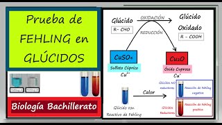 Reacción de Fehling en GLÚCIDOS BIOLOGÍA BACHILLERATO [upl. by Ilbert492]