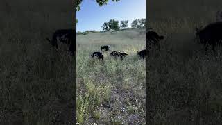 Pygmy Goats are excited for the Summer ☀️ happygoats babygoats [upl. by Anialam]