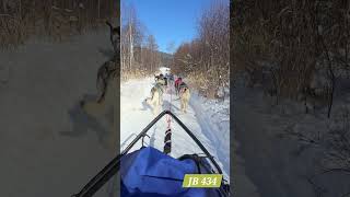 Dog Sledding in Listvyanka Irkutsk Oblast Russia [upl. by Eirehc]