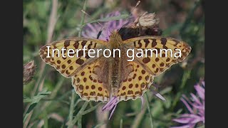 Interferon gamma [upl. by Ikcir]