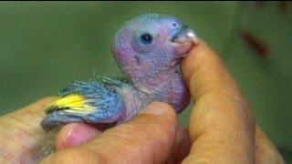 Baby Parrot Rescue [upl. by Thia74]