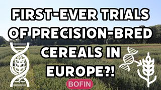 First onfarm trials of precision bred crops in Europe [upl. by Chadd610]