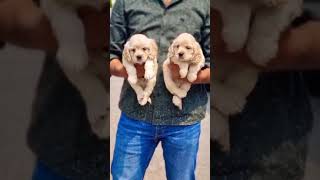 American cocker spaniel puppies cockerspaniel [upl. by Edaj443]