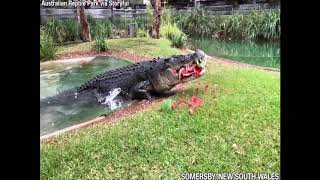 Cranky crocodile eats watermelon in one powerful bite [upl. by Nibram]