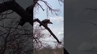 Huge Vulture Flight  vulture vultures krugernationalpark viralshorts shorts [upl. by Anauq]