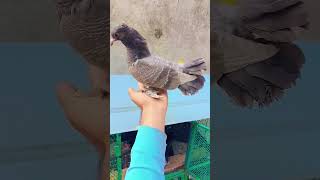 Fancy Pigeons 😍 pigeon 🕊 birds love funny status fancypigeon pigeonelover youtubeshorts [upl. by Marola]