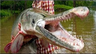 8 MONSTRUOS De RÍO Mas PELIGROSOS Del Mundo  Peces Gigantes del AMAZONAS [upl. by Tjon896]