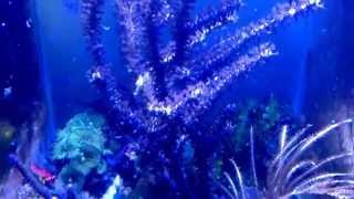 Seahorse Reef Tank Feeding on Gorgonian [upl. by Netta]