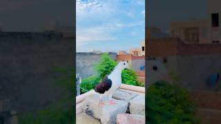 fancy kabutar bhag gaya 😍 minivlog vlogs [upl. by Muraida754]