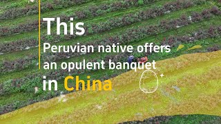 AmazingChina  This Peruvian native offers an opulent banquet in China [upl. by Aiepoissac235]