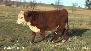 Lenth Herefords Bull SV 4M05 Burt [upl. by Ettennahs]