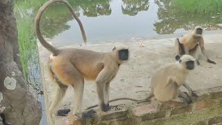 Monkey Garden Me Masti Kar Rahe Hai 😍😻 [upl. by Byler802]