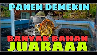 PANEN DEMEKIN JACKPOT❗ [upl. by Ai]