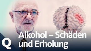 Wie gut kann sich der Körper vom Alkohol erholen  Quarks [upl. by Fosdick]