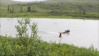 Alaska  Bear Chasing Moose  Denali National Park [upl. by Aronoh]