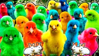 Cute Animals Rainbow Chicken Duck Rabbit Cow Fish Lion Elephant Turtle Dog Cat Tiger [upl. by Ainessej]