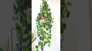 Philodendron Brasil Pruning For A Fuller Plant houseplants shorts philodendron [upl. by Ydnem633]