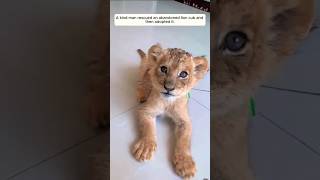 A kind man rescued an abandoned lion cub and then adopted it animalshorts shortvideo lion [upl. by Graybill]