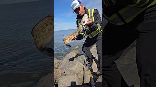 Got this Big burbot fish and released afterburbotfishing [upl. by Olson386]