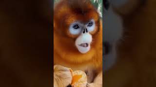 Golden SnubNosed Monkey [upl. by Dent]