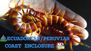 Scolopendra gigantea enclosure tutorial [upl. by Eloccin]