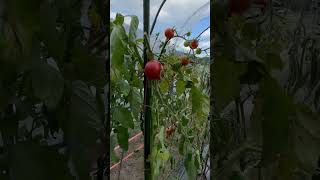 Checking my tomatoes tomatoes garden nature satisfying organic short vegetables farming [upl. by Atinuaj]