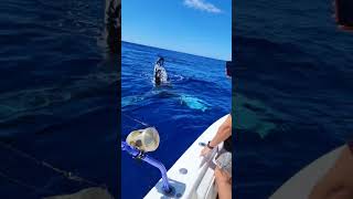 Close Whale Encounter off Coast of Oahu Hawaii whale oahu hawaii [upl. by Annatsirhc]