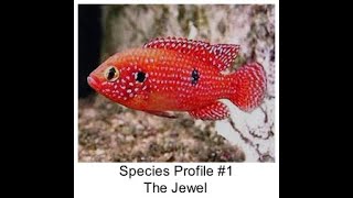 Species profile 1 The Jewel Cichlid [upl. by Ades]