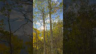 Colorado Fall Aspen Trees [upl. by Boar204]