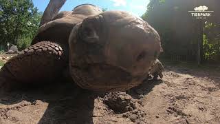 Riesenschildkröten genießen Sonne im Tierpark Berlin  Giant tortoises at Tierpark Berlin [upl. by Yim]