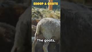 The Sheep amp the Goats Jesus Parable [upl. by Katinka442]