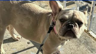 2 French bulldogs stolen in DC  NBC4 Washington [upl. by Reppart]